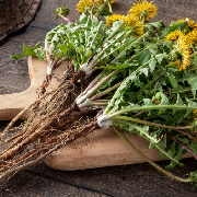 dandelion root.jpg